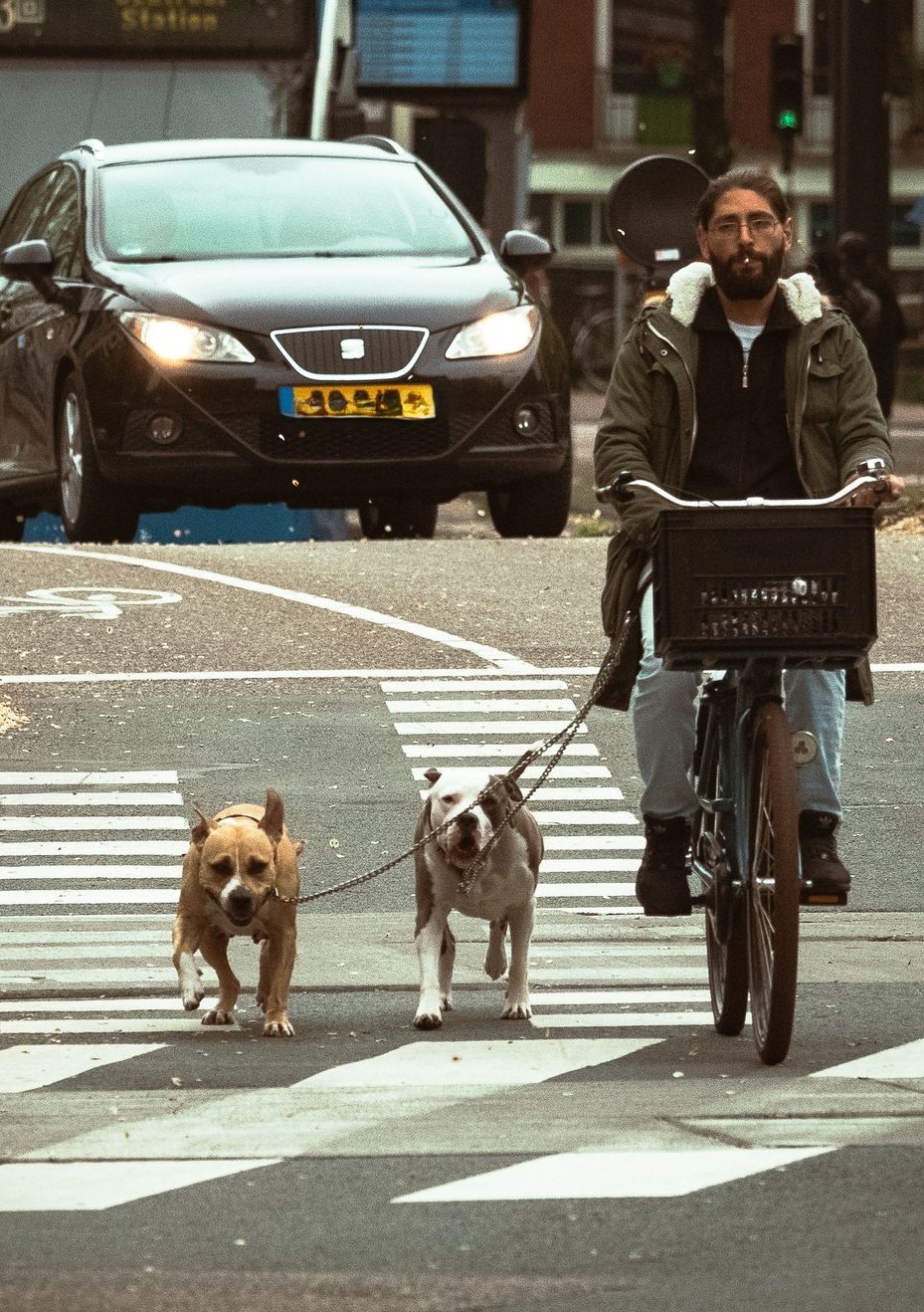 Radfahrer mit 2 Hunden
